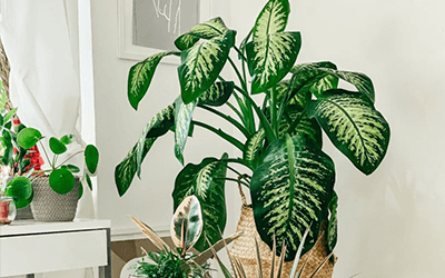 HOW TO TAKE GOOD CARE OF INDOOR PLANTS